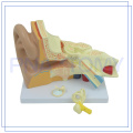 PNT-0670 Enlarged high quality Human Ear model